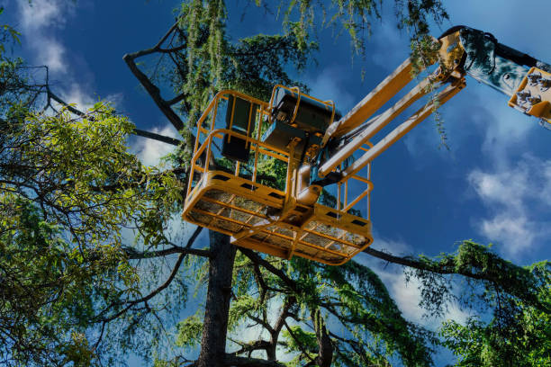 Best Tree Maintenance Programs  in Springfield, MA